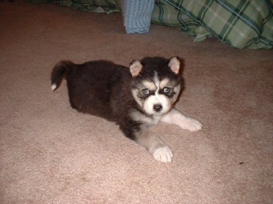 Baby Daphne, the night I brought her home. (6 weeks old.)