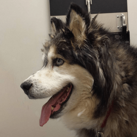 She was SO excited to be going on a car ride until I turned onto the street that the vet clinic is on.