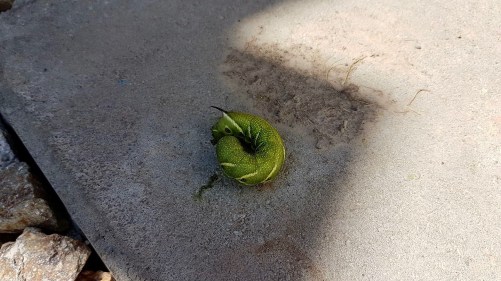 20785949_10159173426845297_3571390819833858759_o